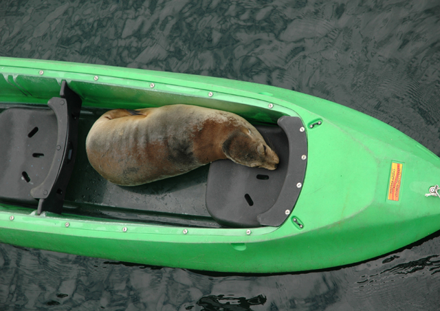 My kayak partner in the Galapagos was not much help with the paddling and was a bit on the stinky side.